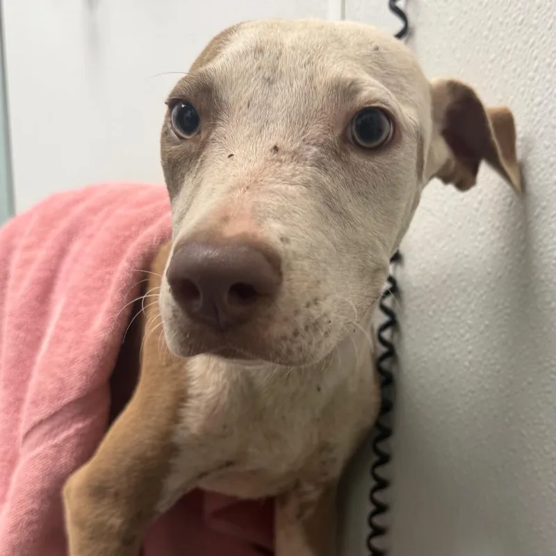 A young small-sized female Brown / Chocolate Pit Bull Terrier dog named Alexa for adoption in Abilene, TX