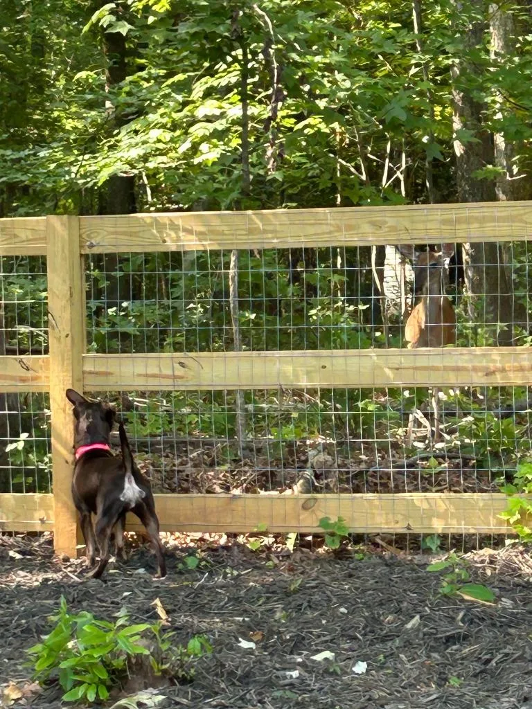 A young medium-sized female Mixed Breed dog named Coco for adoption in Raleigh, NC
