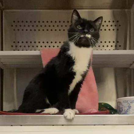 A senior medium-sized female Black Domestic Short Hair cat named Paws for adoption in Warwick, RI