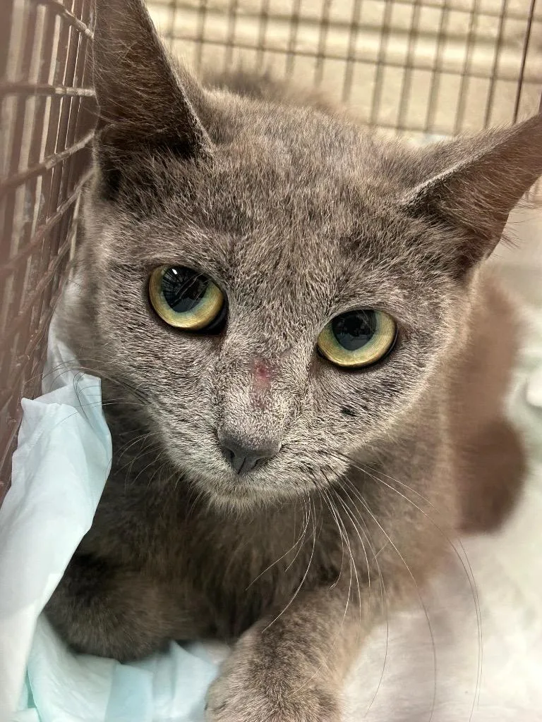 A baby medium-sized female Domestic Short Hair cat named 2026-06-068 for adoption in Winder, GA