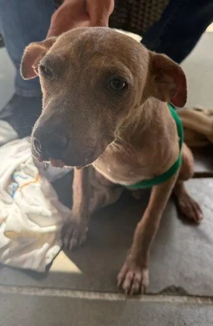 An adult small-sized female Mixed Breed dog named Bok Choy for adoption in Honolulu, HI