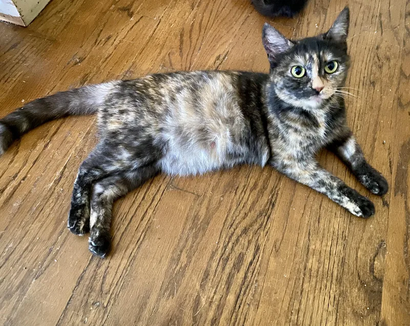 A baby medium-sized female Tortoiseshell cat named Dolly for adoption in Bethel, CT