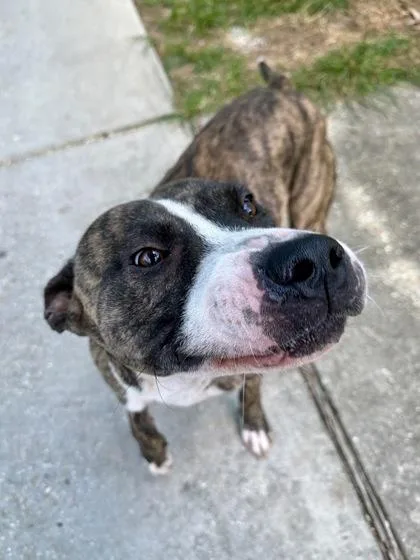 An adult large-sized male Pit Bull Terrier dog named Dirk for adoption in New Orleans, LA