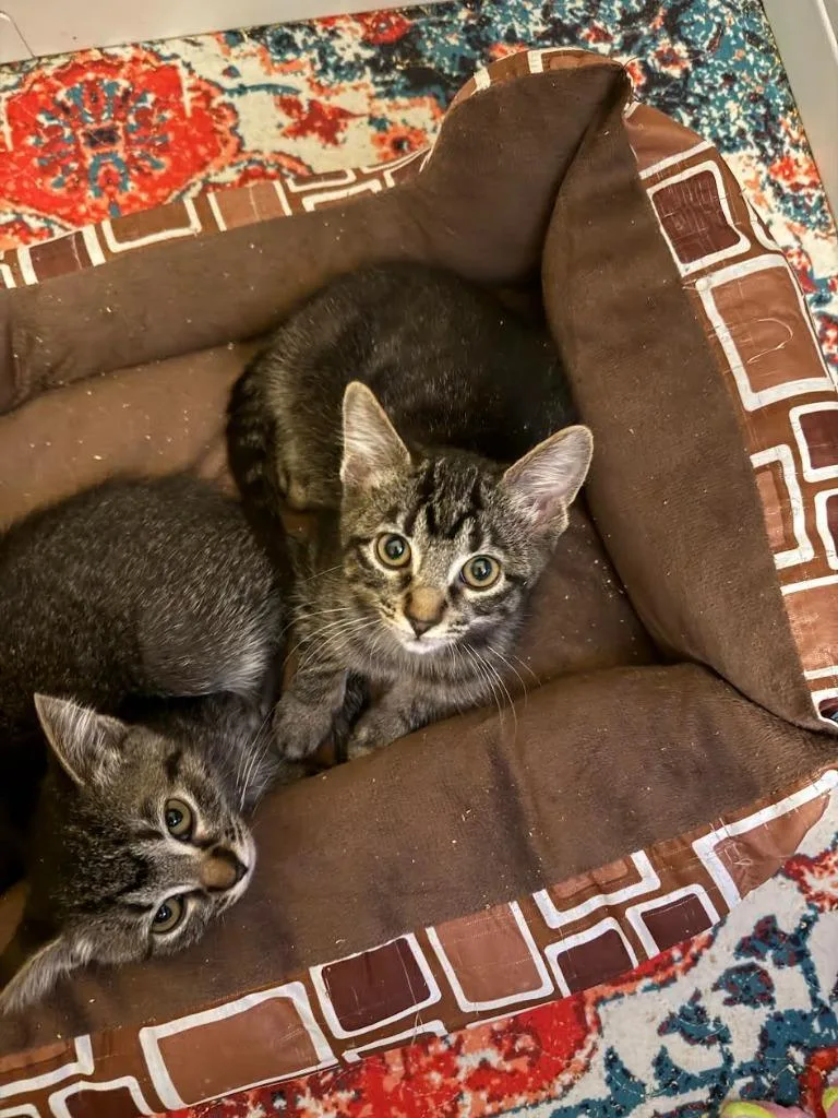 A baby medium-sized female Domestic Short Hair cat named Fire Blaze for adoption in Salt Lake City, UT