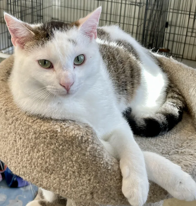 A young medium-sized male Buff & White Domestic Short Hair cat named Skitter for adoption in Lacon, IL