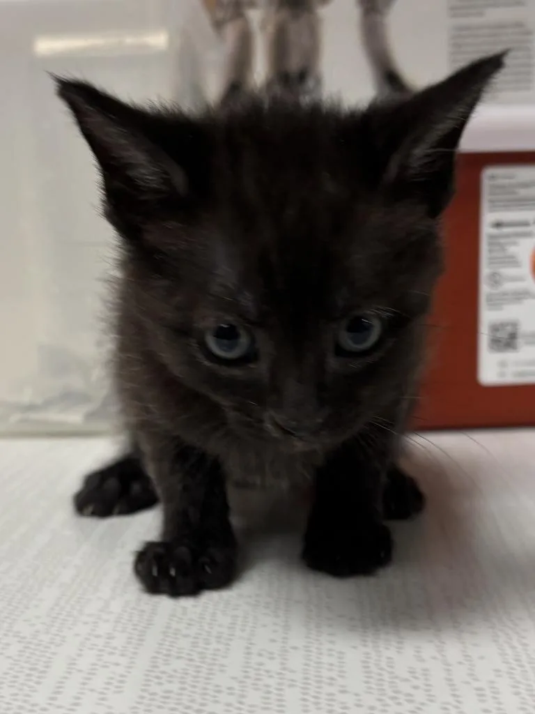 A baby small-sized male Domestic Short Hair cat named Boone for adoption in Greenfield, IN