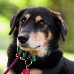 An adult medium-sized female Labrador Retriever dog named Lemon for adoption in New Bedford, MA