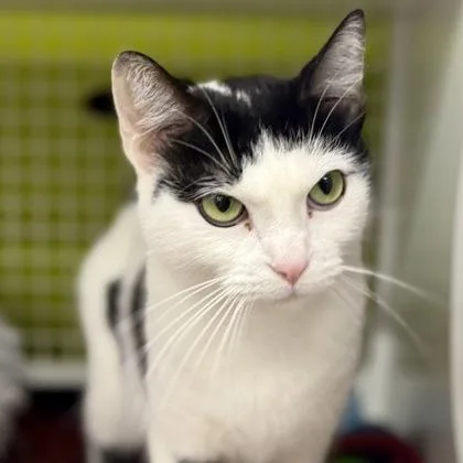A young medium-sized female White Domestic Short Hair cat named Bixit for adoption in Red Bluff, CA