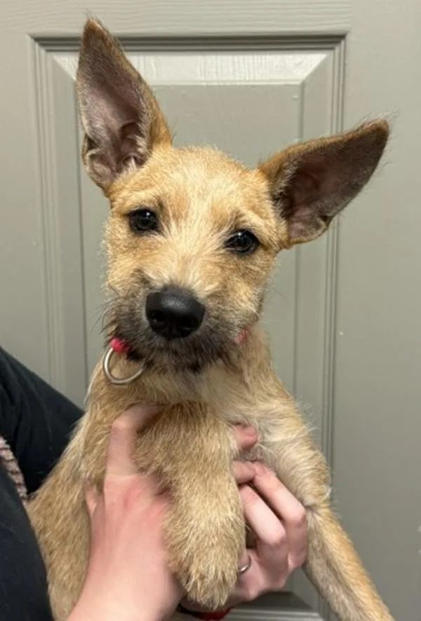 A baby medium-sized female Terrier dog named Parker for adoption in Littleton, CO