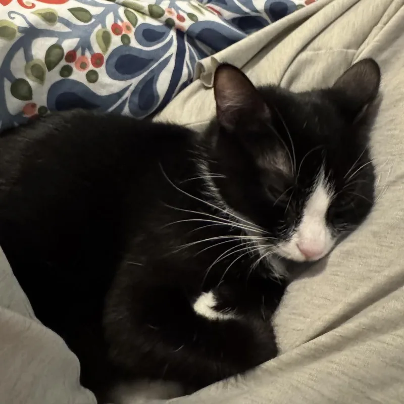 An adult medium-sized female Domestic Short Hair cat named Cypress for adoption in Mentor, OH