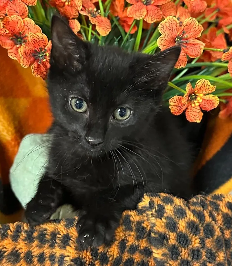 A baby small-sized female Domestic Short Hair cat named Daisy for adoption in Stillwater, OK