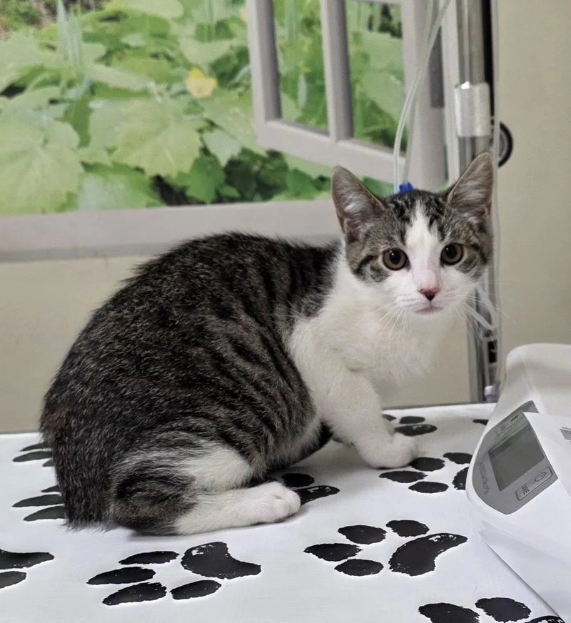 A young medium-sized female Domestic Short Hair cat named Jasmine for adoption in Lancaster, PA