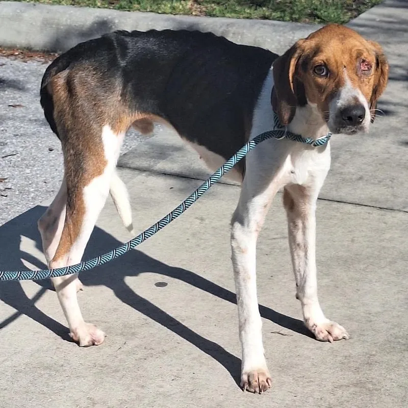 An adult medium-sized male Brown / Chocolate Hound dog named Shiloh for adoption in LOXAHATCHEE, FL