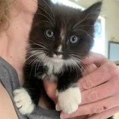 A baby small-sized male Brown / Chocolate Domestic Long Hair cat named Hemsworth for adoption in San Pablo, CA