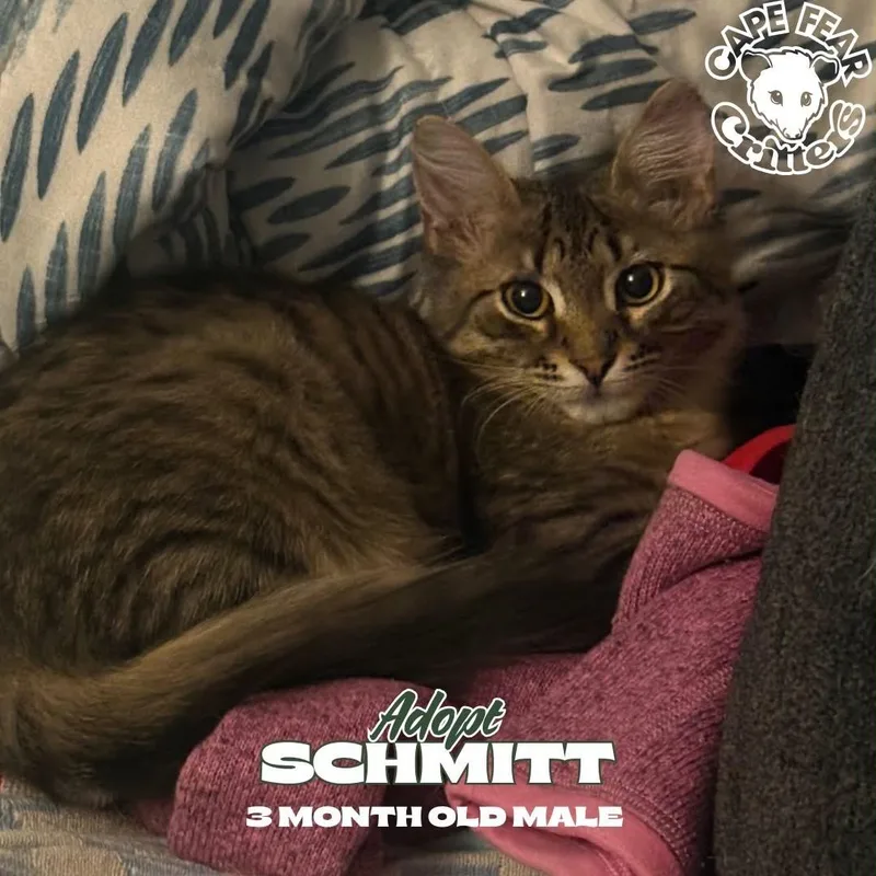 Schmitt thumbnail 3