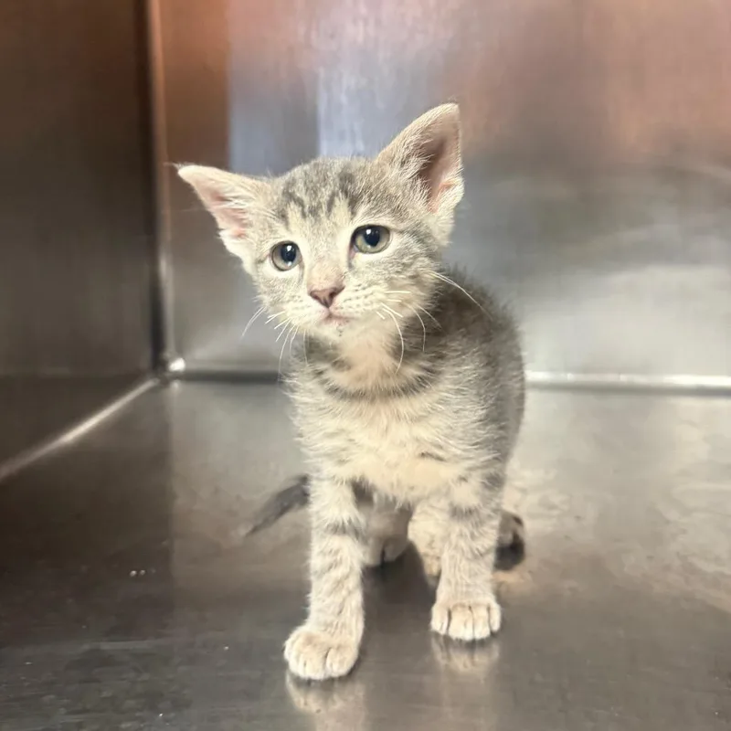 A baby small-sized male Gray / Blue / Silver Domestic Short Hair cat named Alfred for adoption in Hamilton, GA