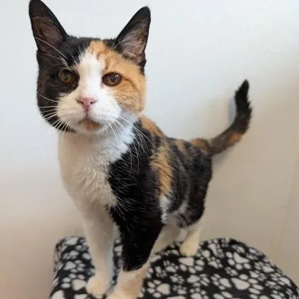 A senior medium-sized female Calico Domestic Short Hair cat named Callie for adoption in Rochester, MN