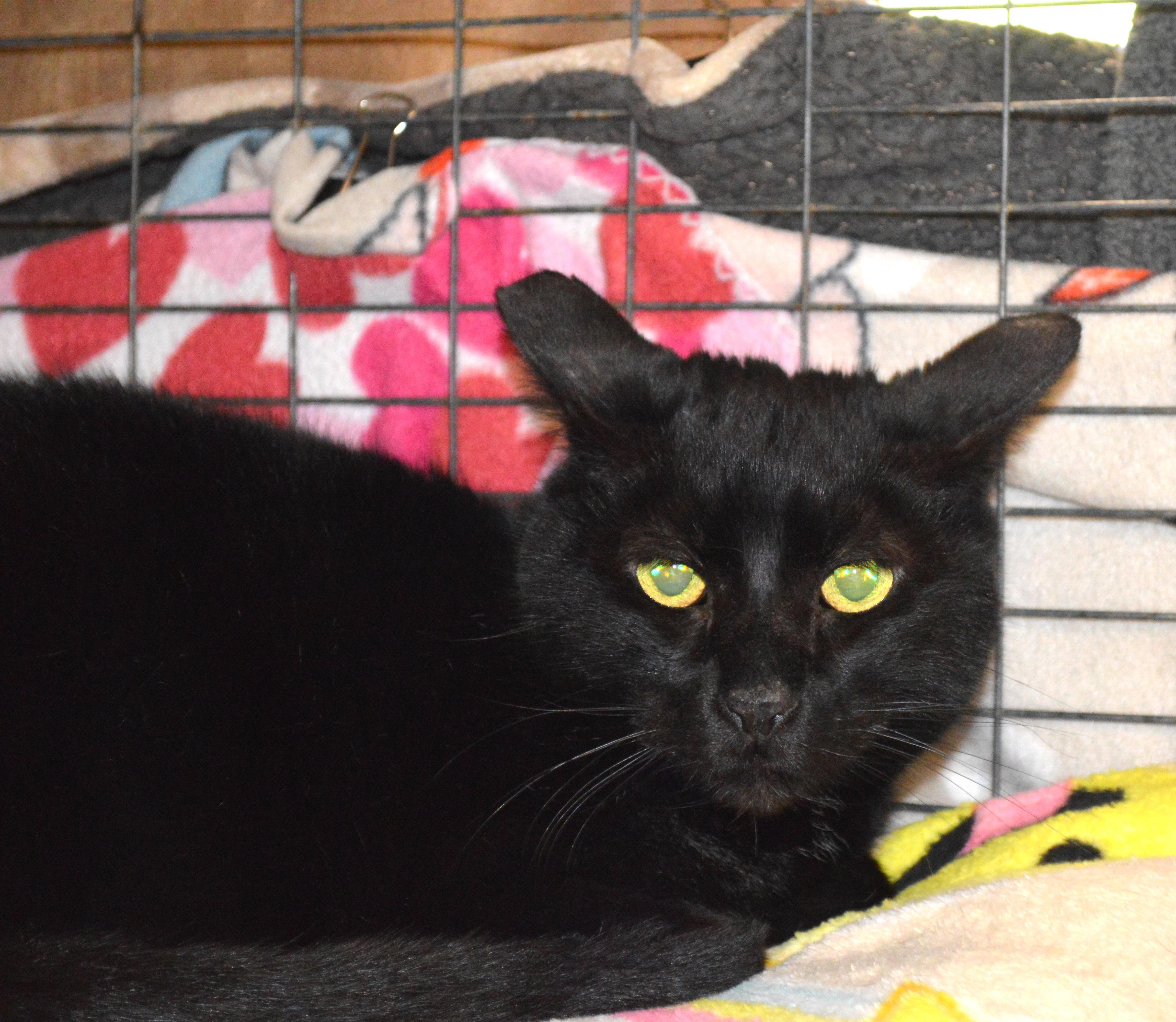 A senior large-sized male Black Domestic Short Hair cat named Toby for adoption in House Springs, MO