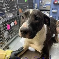 An adult medium-sized female Brindle Mixed Breed dog named Nancy for adoption in Marble, NC