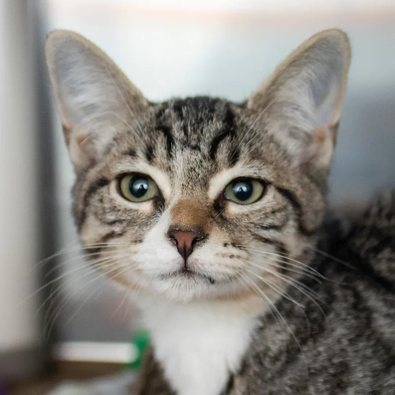 A baby small-sized female Domestic Short Hair cat named Mini for adoption in Middletown, RI