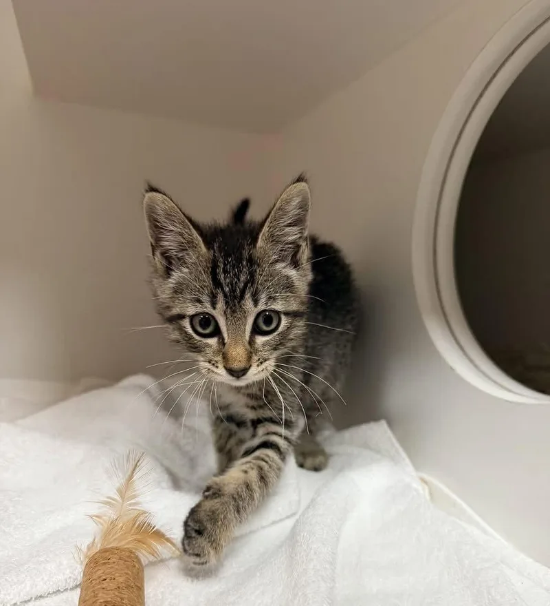 A baby medium-sized male Domestic Short Hair cat named Isles for adoption in Hilton Head Island, SC