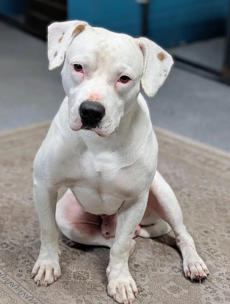 A young medium-sized male American Bulldog dog named Cappy for adoption in Punta Gorda , FL