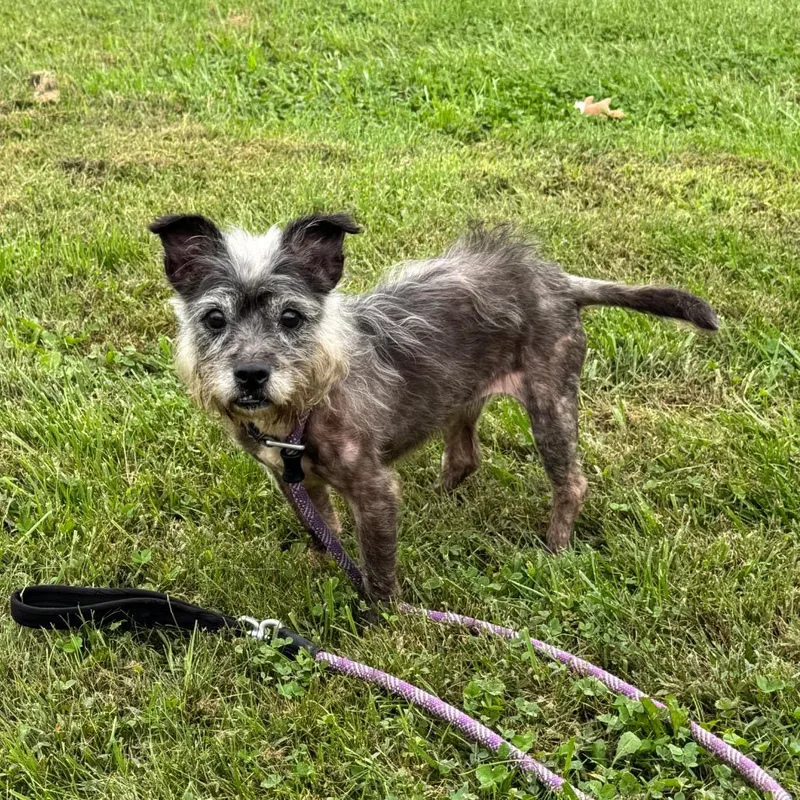 A senior small-sized female Gray / Blue / Silver Terrier dog named Suzzie for adoption in Perkiomenville, PA