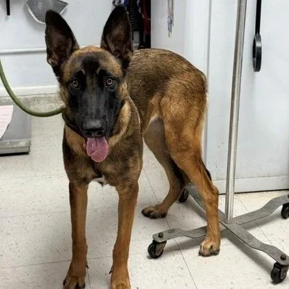 A young large-sized female Black Belgian Shepherd / Malinois dog named Sally for adoption in Hawthorne, CA