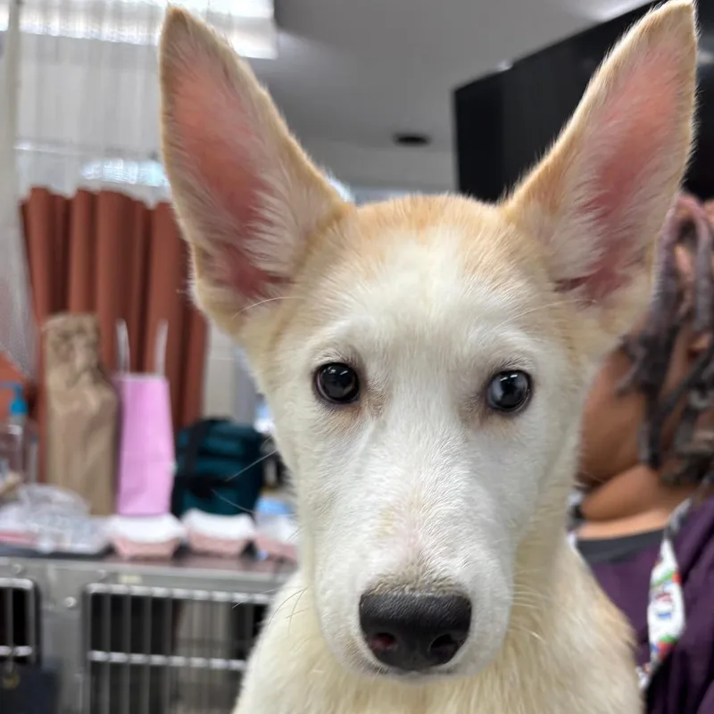 A baby small-sized female Husky dog named Slayer for adoption in Indianapolis, IN