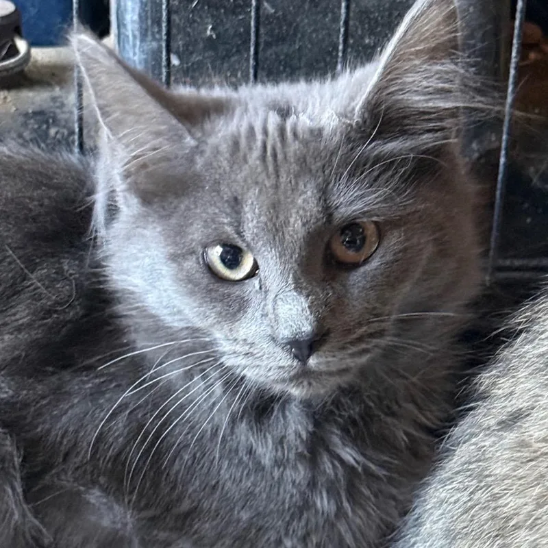 A baby small-sized male Gray / Blue / Silver Domestic Long Hair cat named Cobweb for adoption in Lancaster, OH