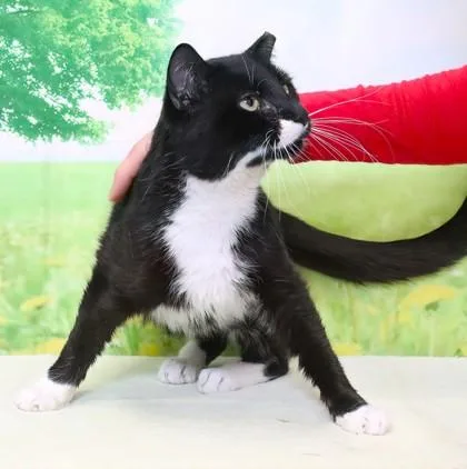 An adult large-sized male Domestic Short Hair cat named Doxie for adoption in West Chester, PA