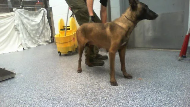A young medium-sized female Belgian Shepherd / Malinois dog named Fifi for adoption in Charlotte, NC