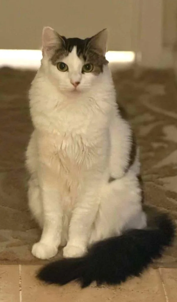 An adult medium-sized female Gray & White Domestic Long Hair cat named Mayhem for adoption in Anchorage, AK