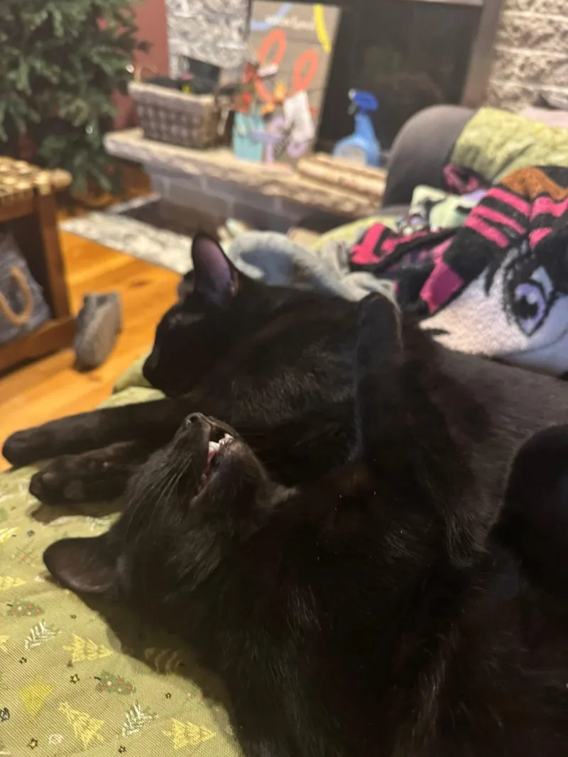 Hulk & Hawkeye thumbnail 2