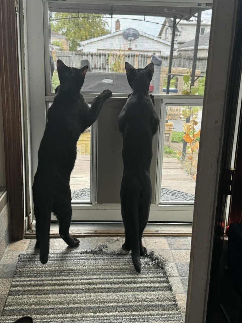 Hulk & Hawkeye thumbnail 3