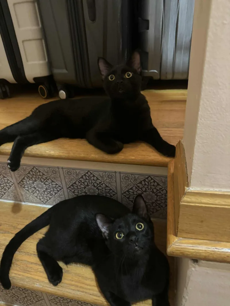 Hulk & Hawkeye thumbnail 5