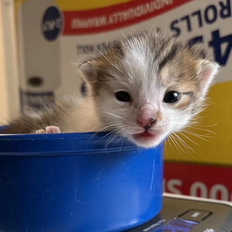 A baby small-sized male White Domestic Short Hair cat named Puppycat for adoption in Denver, CO