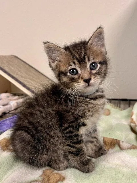 A baby small-sized male Domestic Short Hair cat named Mini Wheat for adoption in Webster, WI