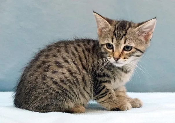 A baby medium-sized female Tabby (Brown / Chocolate) Tabby cat named Aspen for adoption in Maynardville, TN