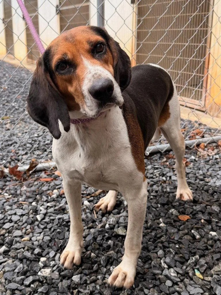An adult large-sized female Hound dog named Miley for adoption in Lovingston, VA
