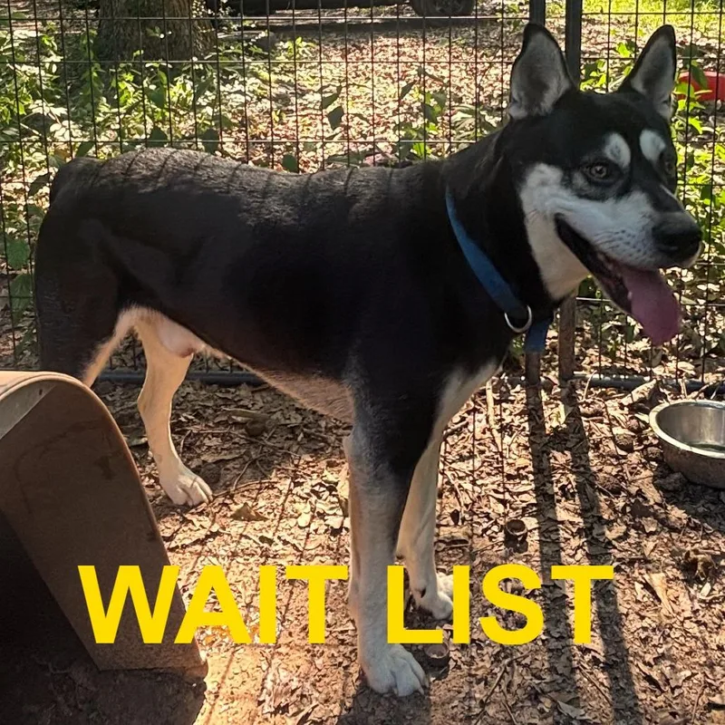 An adult medium-sized male Black Husky dog named Rascal for adoption in Livingston, TX