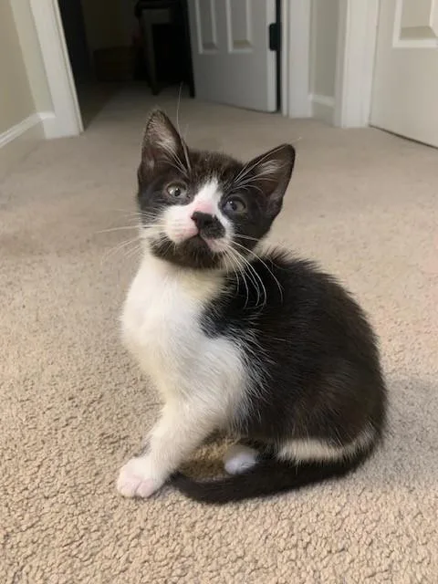 A baby small-sized male Domestic Short Hair cat named Diego for adoption in Santa Cruz, CA