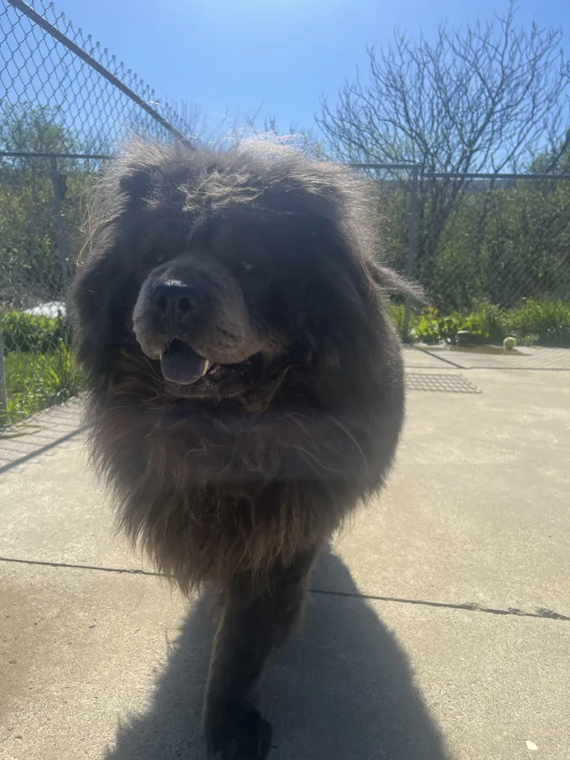 An adult large-sized male Chow Chow dog named Tyler for adoption in Altoona, PA