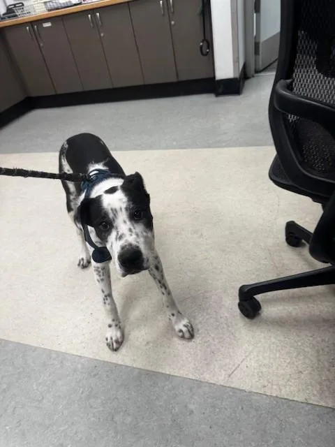A young large-sized female Dalmatian dog named Solo for adoption in Van Nuys, CA