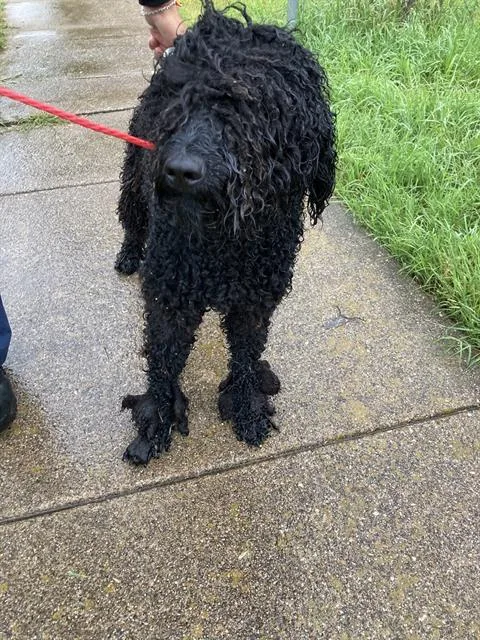 A young medium-sized male Mixed Breed dog named Black Berry for adoption in Dallas, TX