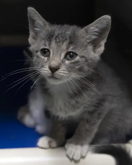 A baby medium-sized female Domestic Short Hair cat named Elanor for adoption in Bedford, IN
