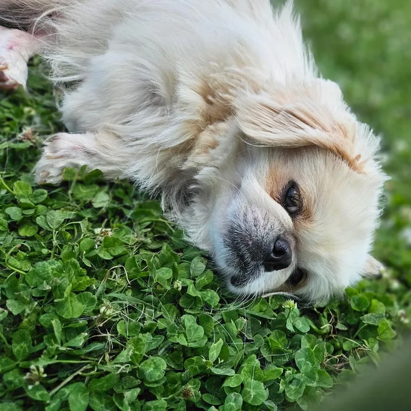 An adult small-sized male White / Cream Pekingese dog named Slim Pickens for adoption in Lancaster, OH