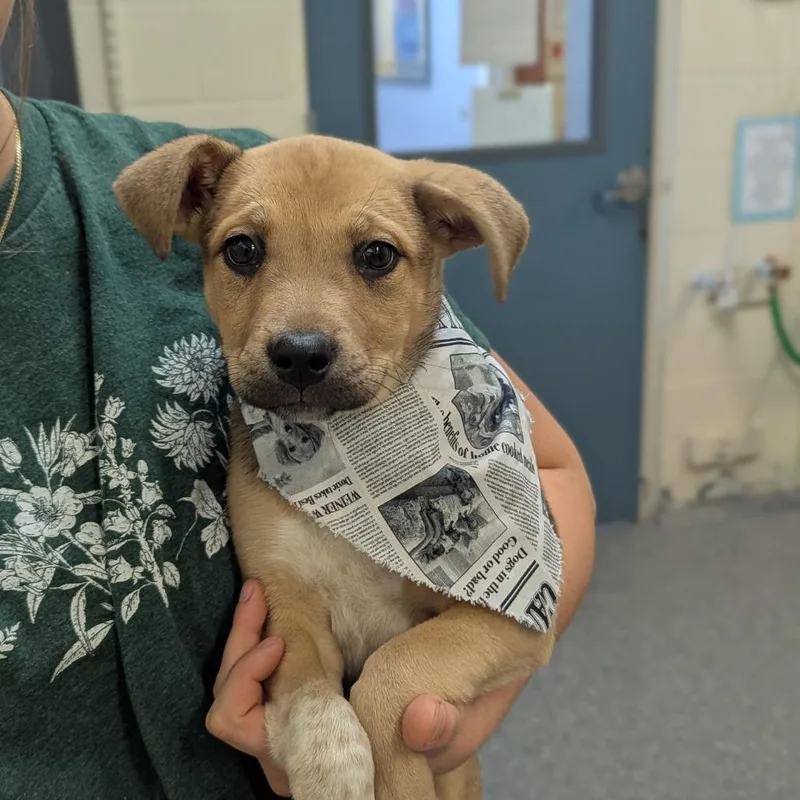 A baby small-sized female Yellow / Tan / Blond / Fawn Mixed Breed dog named Sab for adoption in Hendersonville, NC