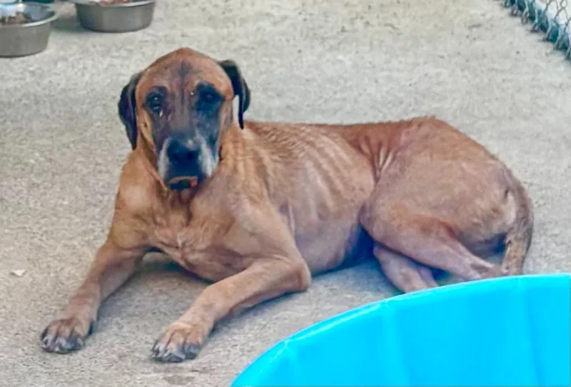 An adult large-sized male Mixed Breed dog named Cooper White for adoption in Princeton, IN