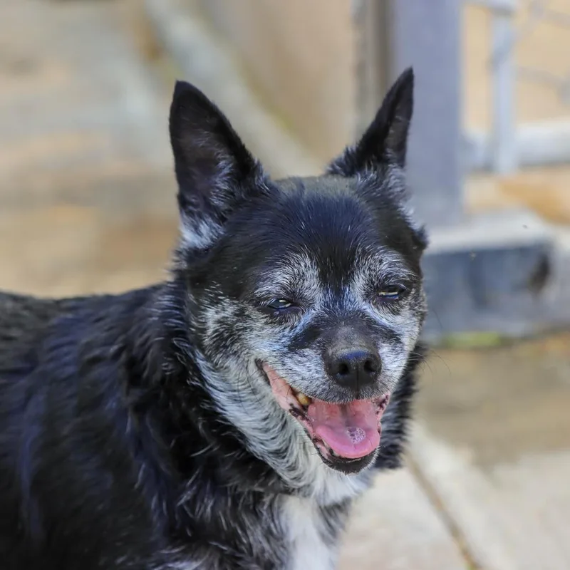 A senior small-sized female Black Chihuahua dog named Ethel for adoption in Ojai, CA